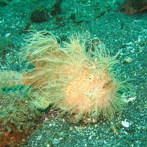 Sulawesi_3206a