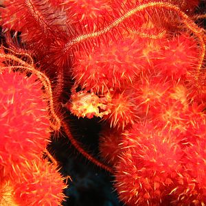 Sulawesi_2115a