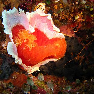 Sulawesi_4_011