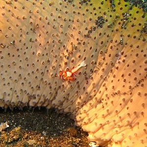 Sulawesi_3311a