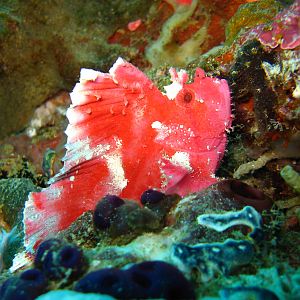 Sulawesi_4_446