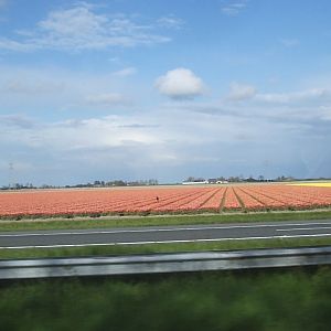 tulips