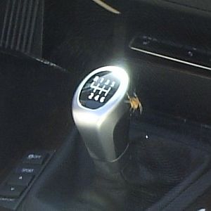spinne_2