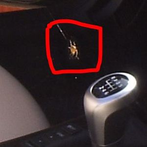 spinne_4