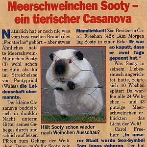 Hamster