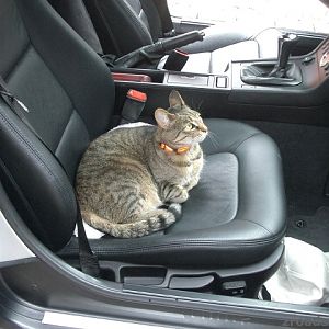Lucie hilft beim Auto putzen