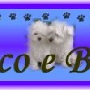 Banner_CocoeBElla_1_
