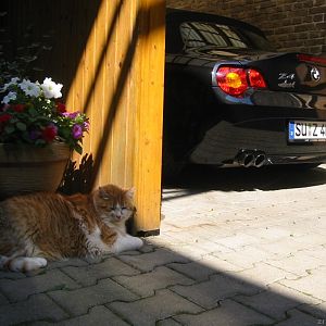Kater bewacht Z4