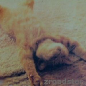 cat_01