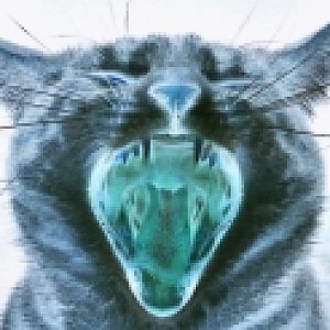 cat1
