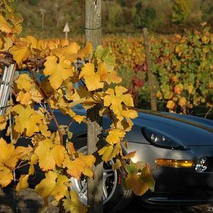 Z8 & Wein