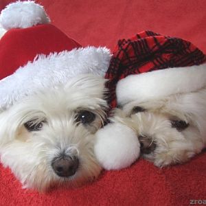 cocobella_niki