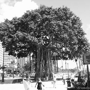 Hawaii_Tree