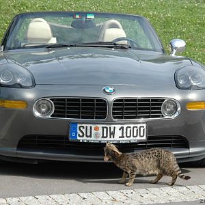 Katzen lieben den Z8...