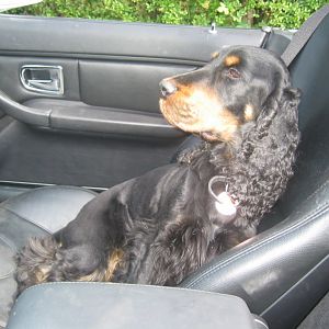 Der beste Beifahrer  ;-)