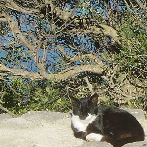 Tramuntana