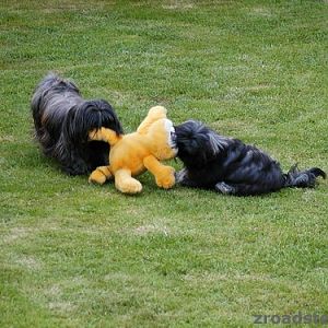 Shih Tzu
