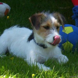 Jack Russell Tricolor