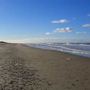 teschd