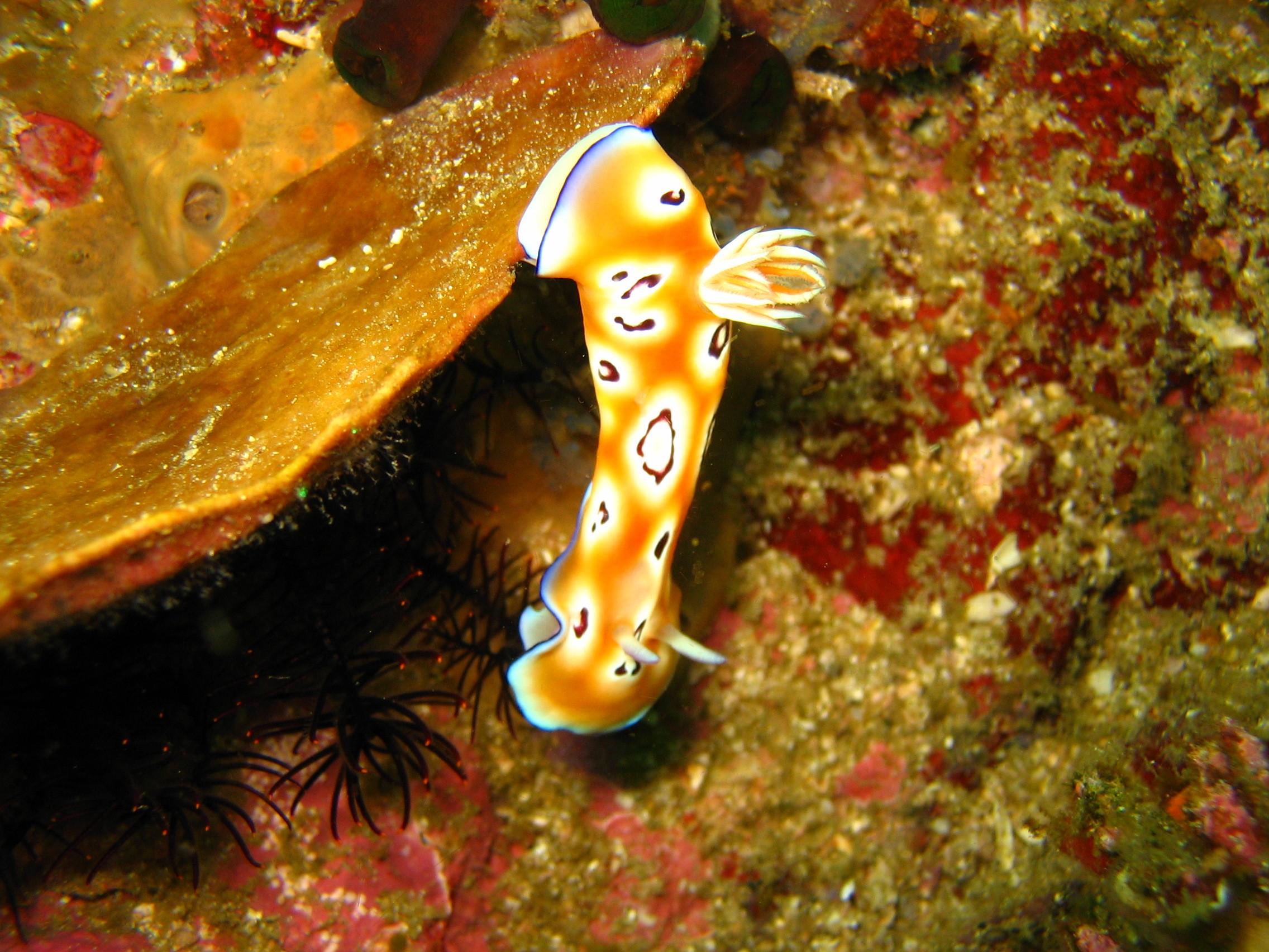 Bali_2045
