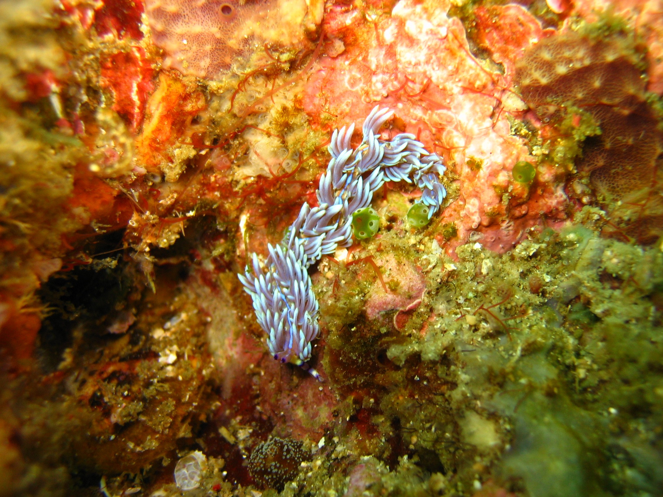 Bali_2052