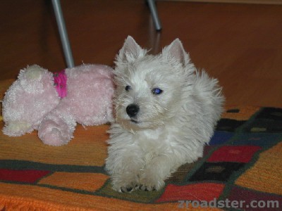 Betty alias Idefix