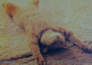 cat_01