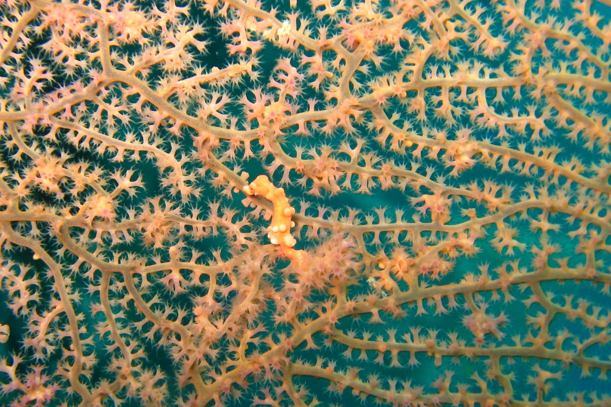 Cebu_1102a