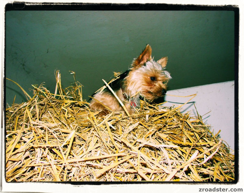 Der coolste Hund der Welt