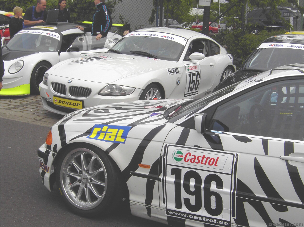 Der Hai und ein Zebra