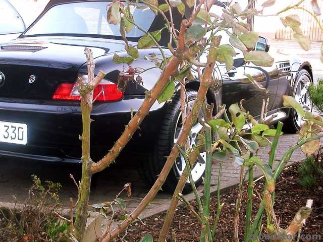 durch die blume....