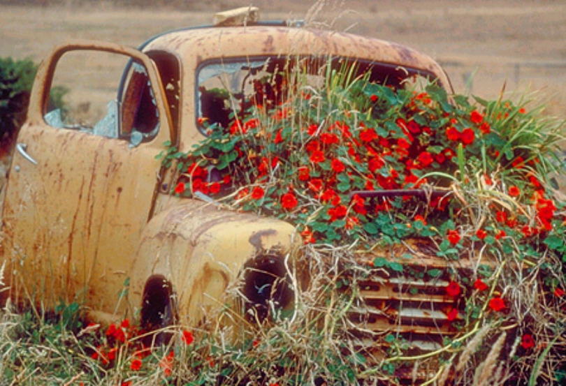 FlowerPower