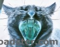 hellcat