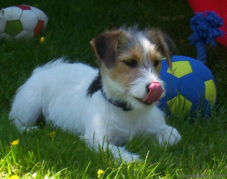 Jack Russell Tricolor