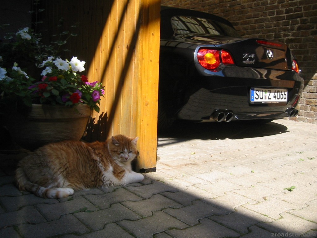 Kater bewacht Z4