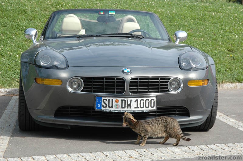 Katzen lieben den Z8...