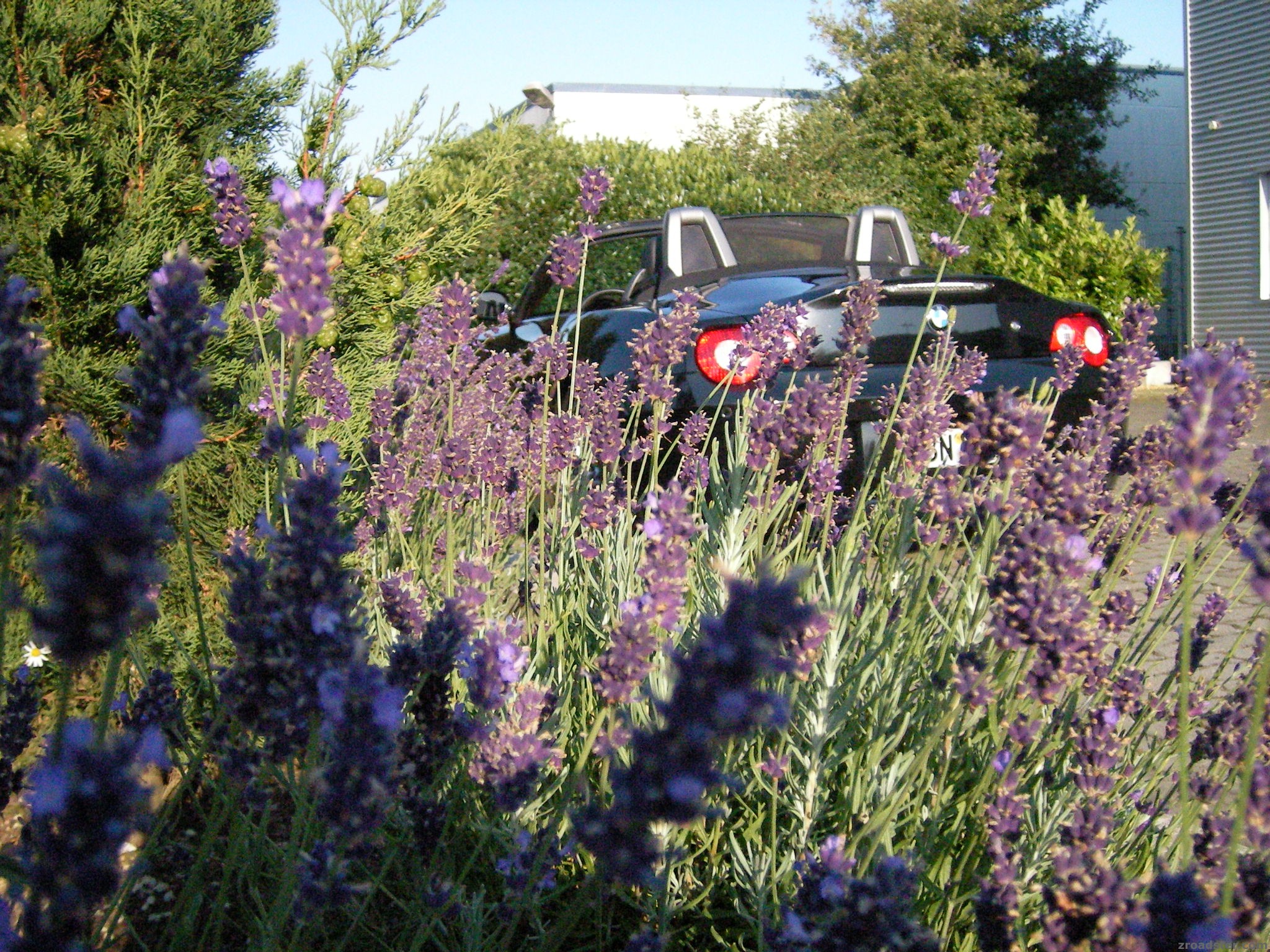 Lavendel und Sommerwind !