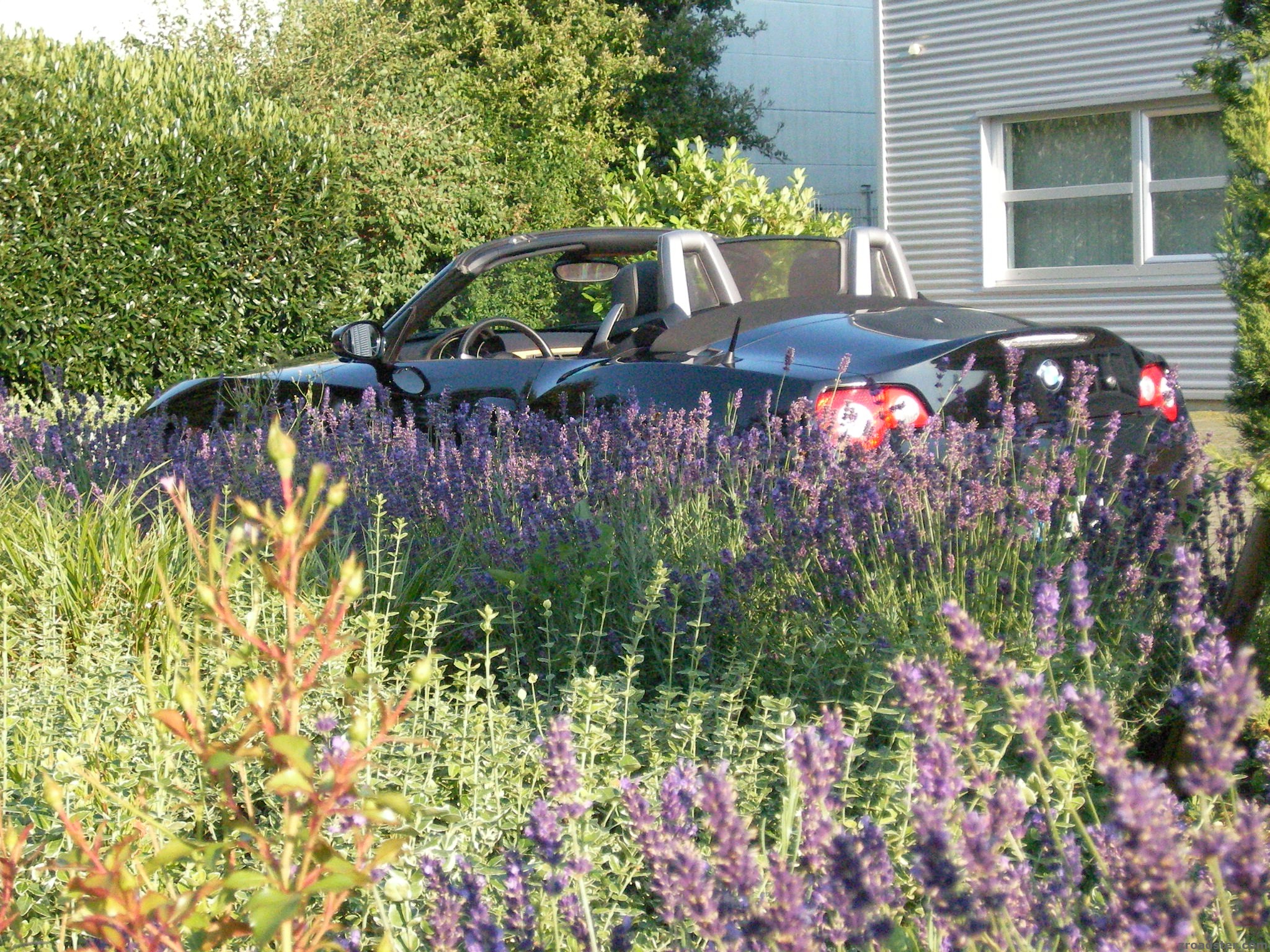 Lavendel und Sommerwind !