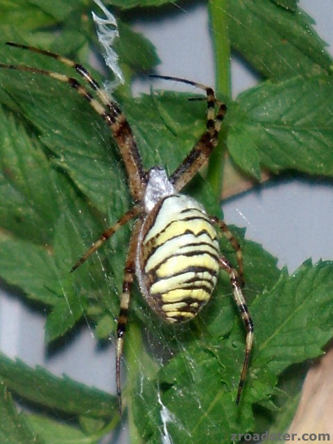 Leo - unsere Hausspinne (Wespenspinne)