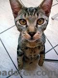 Linus