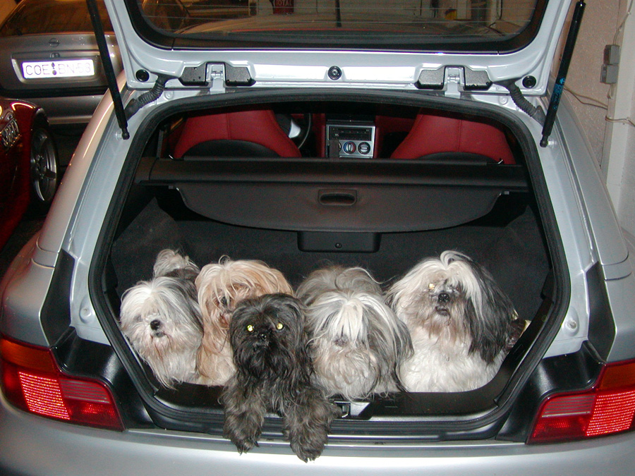 Meine Hunde wollen nur das Beste