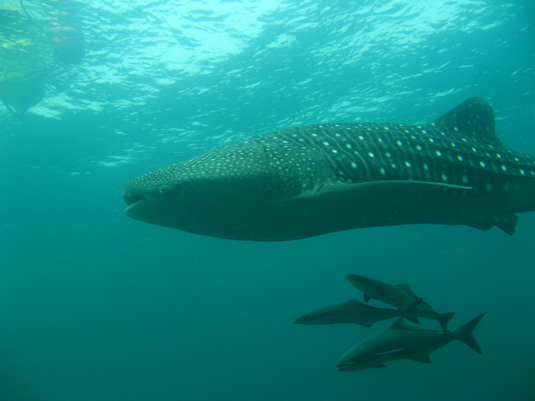 Phuket_2070
