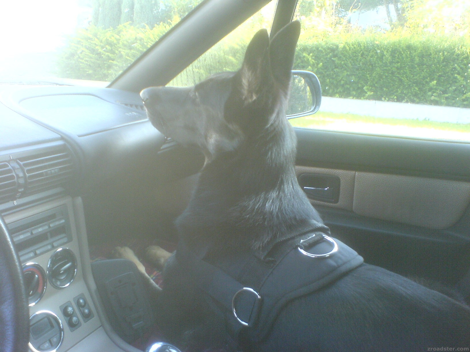 Roadsterhund