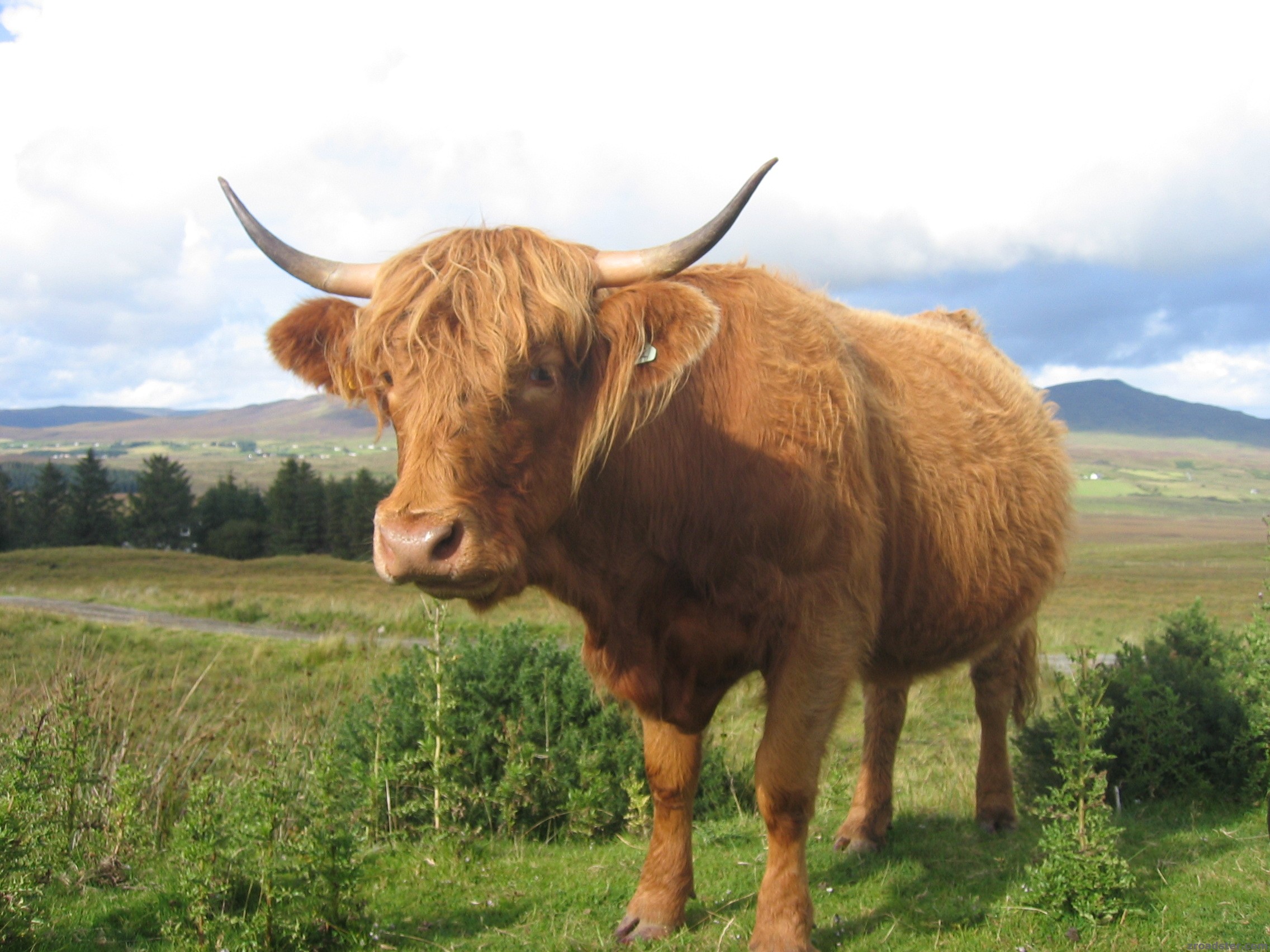 Schottland 2007