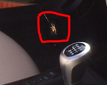 spinne_4