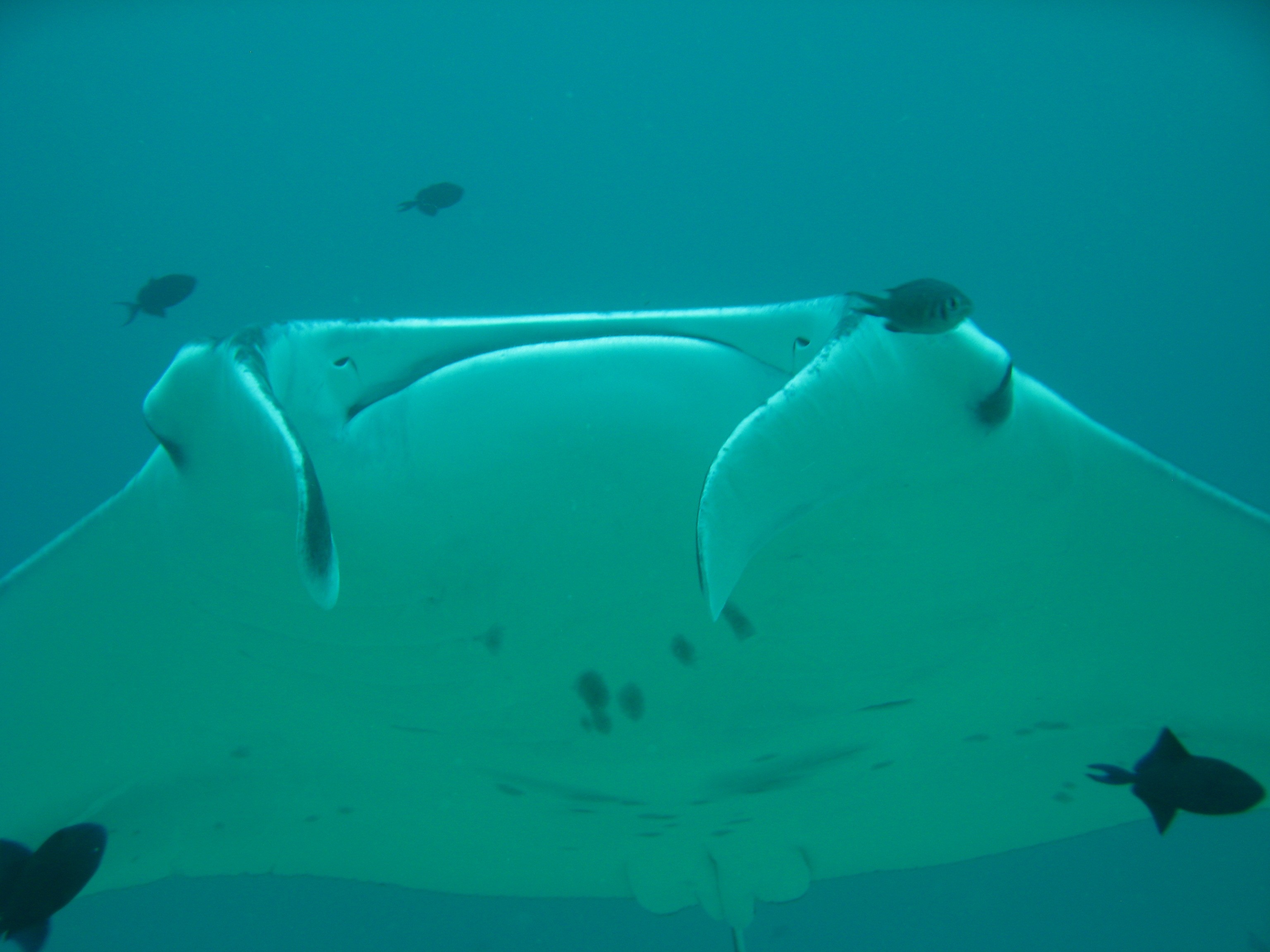 Stingray_0187