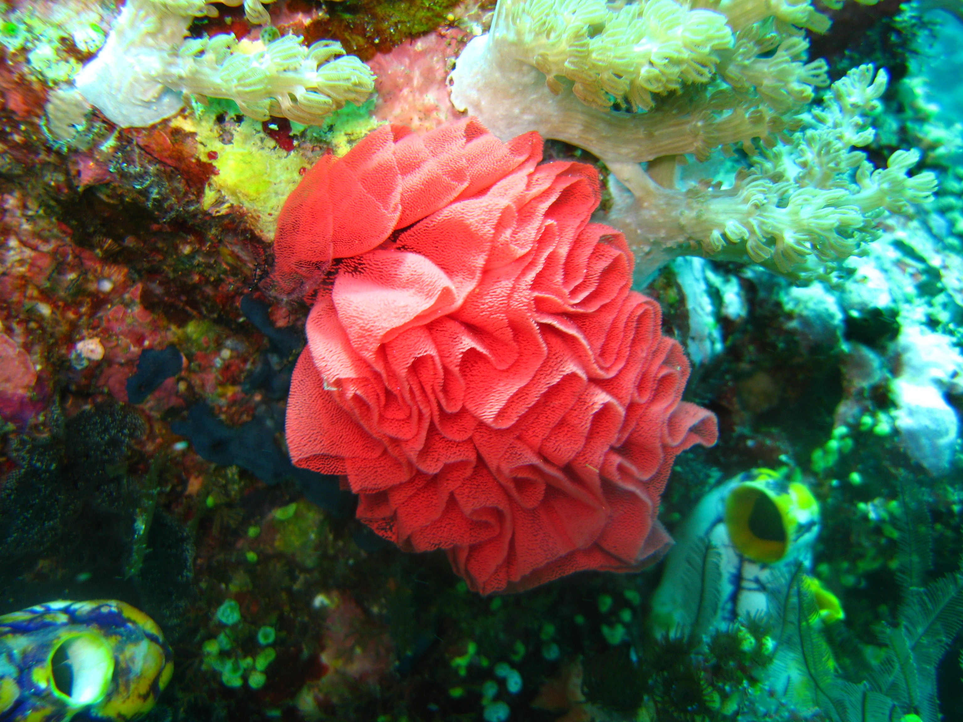Sulawesi_1143