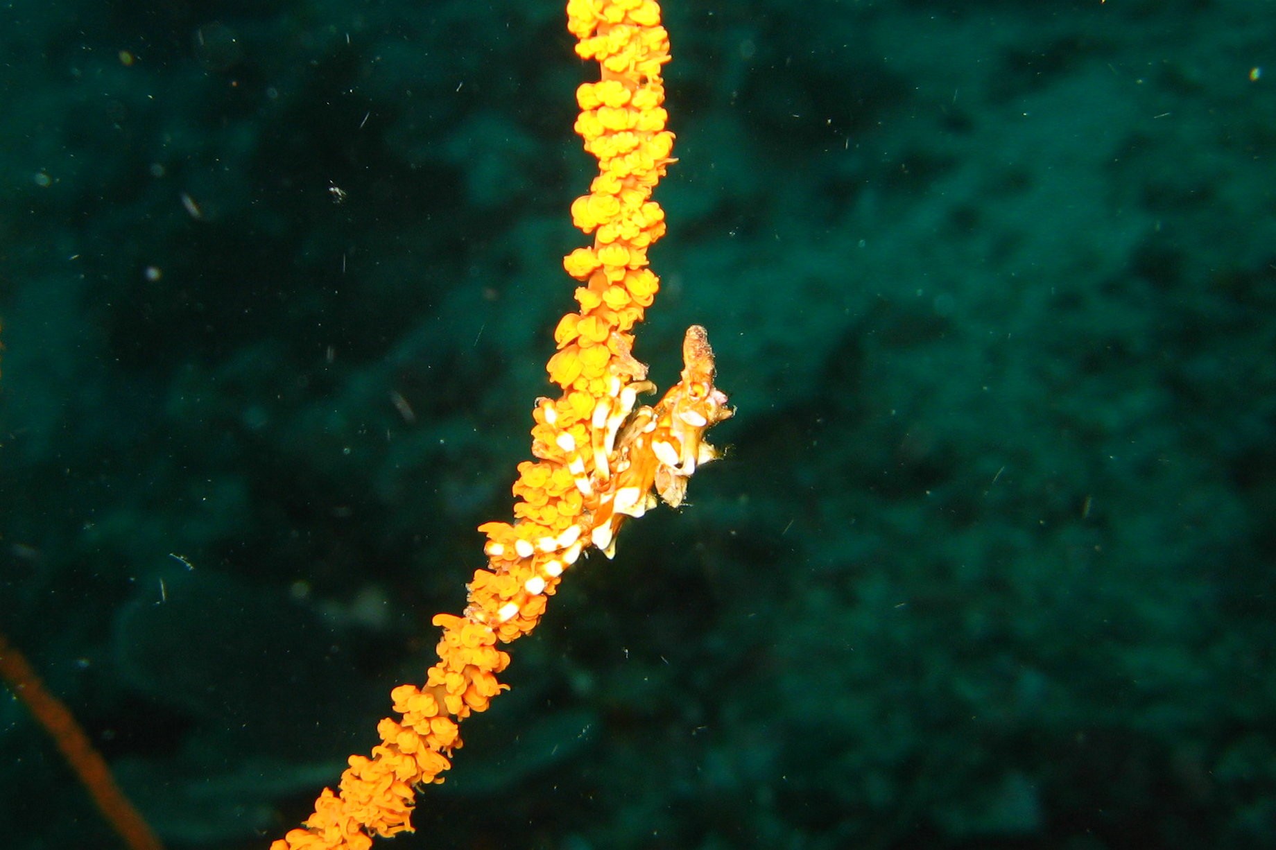 Sulawesi_1265