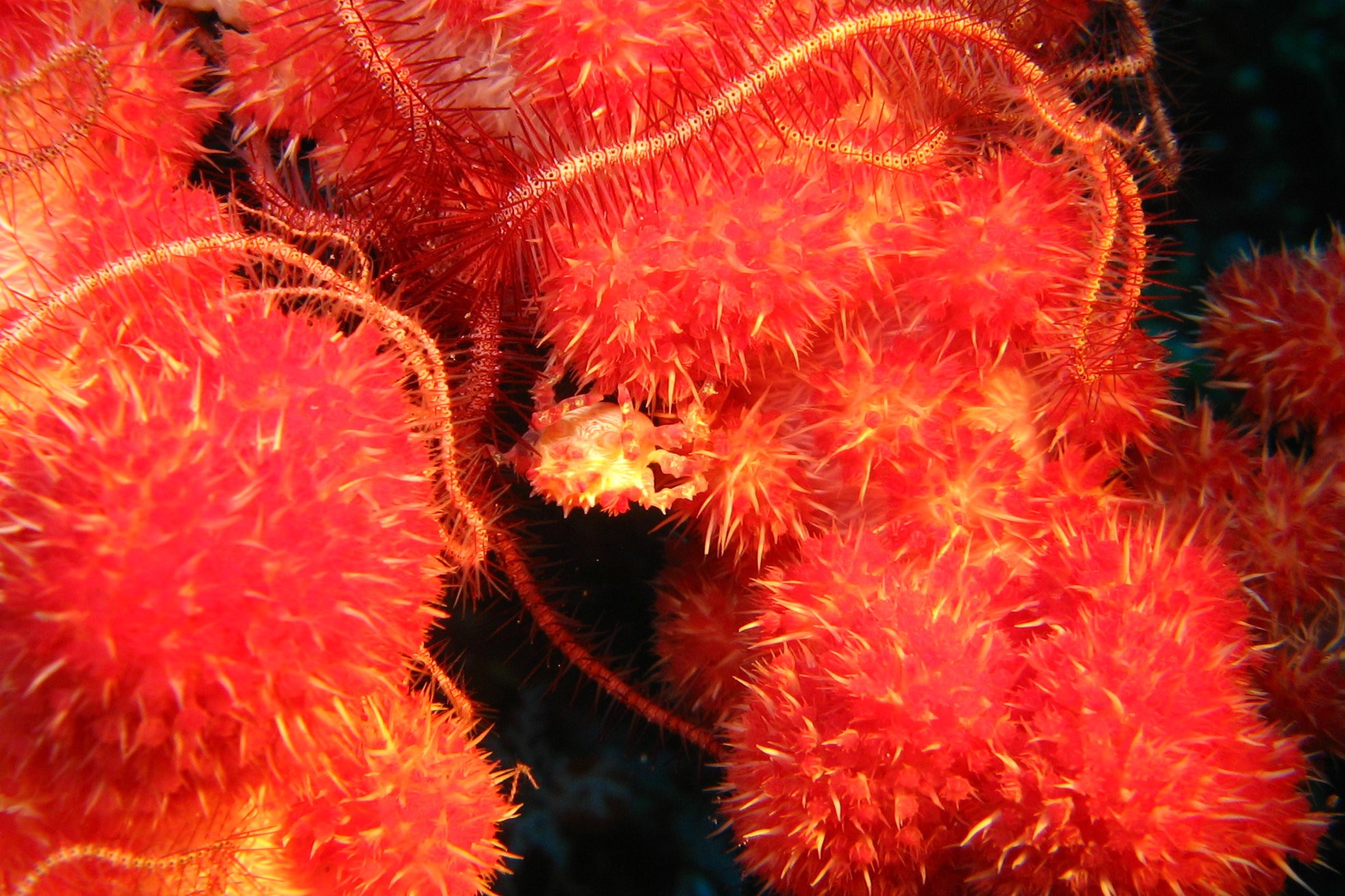 Sulawesi_2115a
