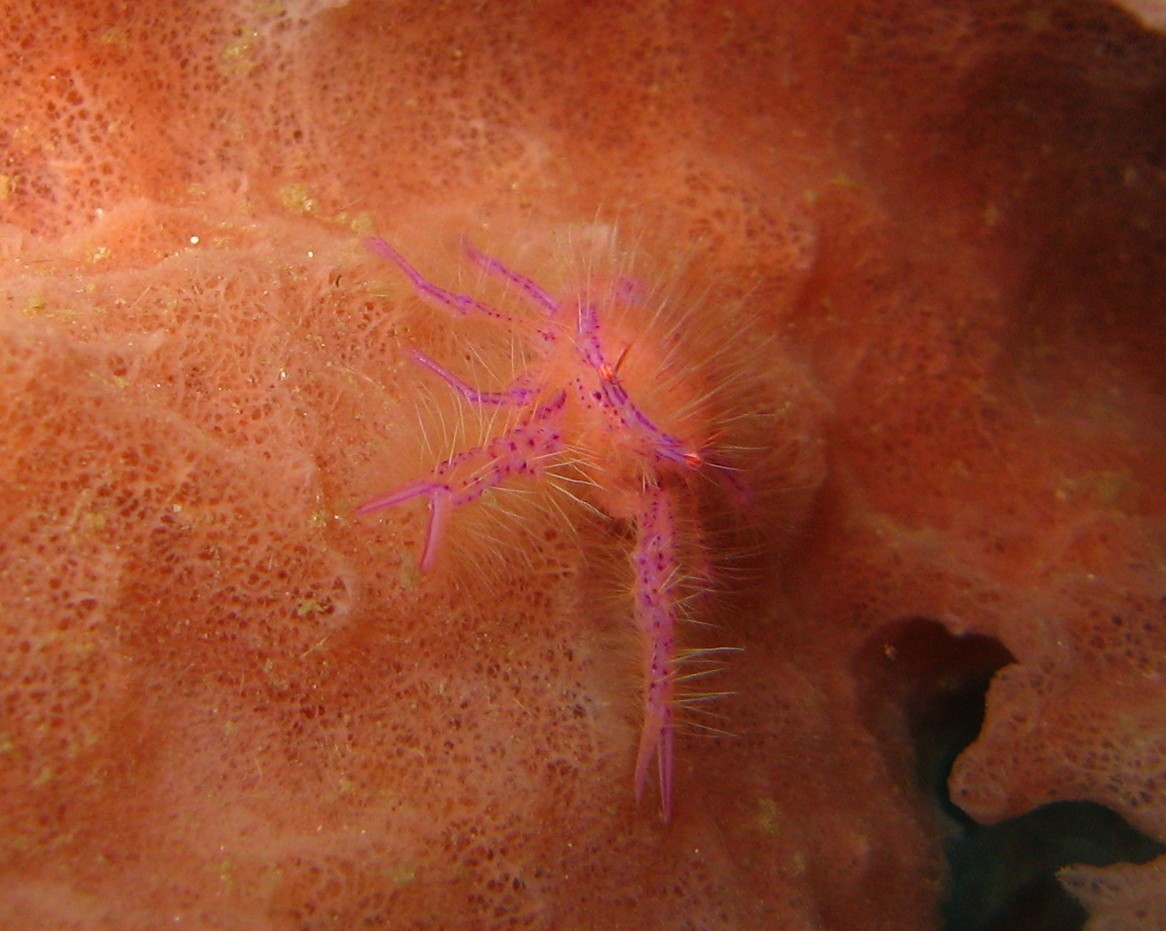 Sulawesi_2185a